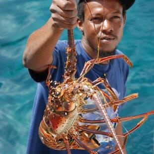 Frischer Lobster