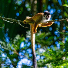 Kreuzfahrt Costa Rica: Affe im Manuel Antonio Nationalpark