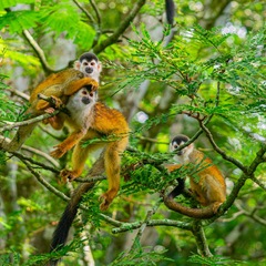 Segelrkreuzfahrt Costa Rica: Affen im Manuel Antonio Nationalpark