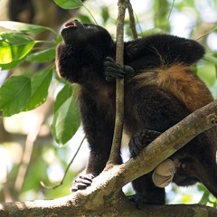 Segellkreuzfahrt Costa Rica: Brüllaffe im Golfito Nationalpark