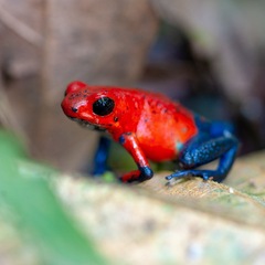 Kreuzfahrt Costa Rica - Erdbeerfrosch im Manuel Antonio Nationalpark