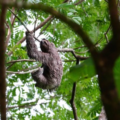 Segelreise Costa Rica:Faultier im Manuel Antonio Nationalpark