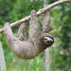 Segelkreuzfahrt Panama: Faultier Coiba Nationalpark