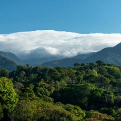 Kreuzfahrt Panama: Regenwald Coiba