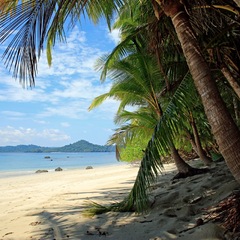Segeln in Panama: Palmenstrand in Coiba