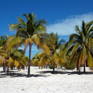 Palmenwald auf Cayo Largo