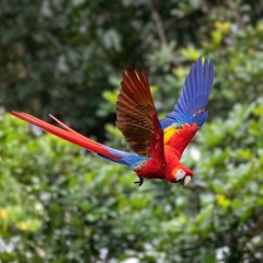 Kreuzfahrt Costa Rica: Papagei im Manuel Antonio Nationalpark