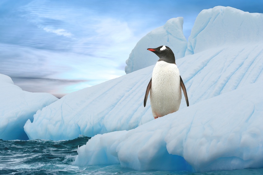 Pinguin bei Segelreise in der Antarktis