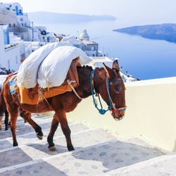 Santorini Esel