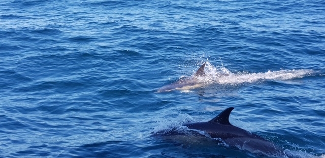 Segeln mit einer Rennyacht von Galizien ins Mittelmeer Segeln mit einer Rennyacht von Galizien ins Mittelmeer