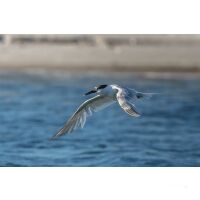 Großsegler-Törn Aland-Inseln mit Anreise 09.07.2025 bis 24.07.2025-16T ab/an Flughafen D, A, CH-Komfort