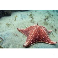 Katamaran-Reise Tuamotu ab Rangiroa 5 29.06.2025 bis...