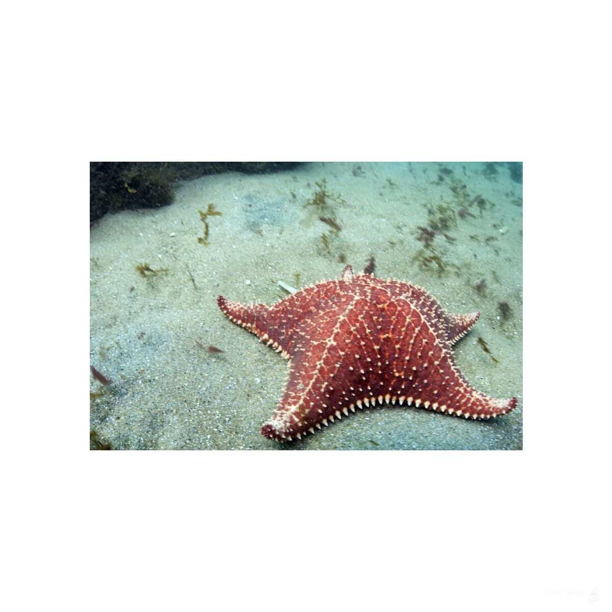 Katamaran-Reise Tuamotu ab Rangiroa 5 12.09.2026 bis 16.09.2026-DK