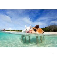 Katamaran-Reise Bahamas Abacos