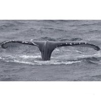 Norway and North Cape Sailing-Safari