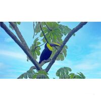 Star Clipper Karbik und Mittelamerika