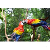 Star Clipper Karbik und Mittelamerika