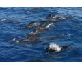 Familien-Segel-Safari mit Walen vor Gibraltar