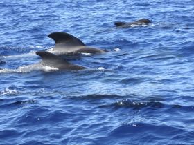 Whale Watching in the Strait of Gibraltar