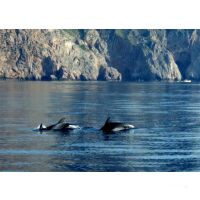 Segelreise Mallorca Ibiza