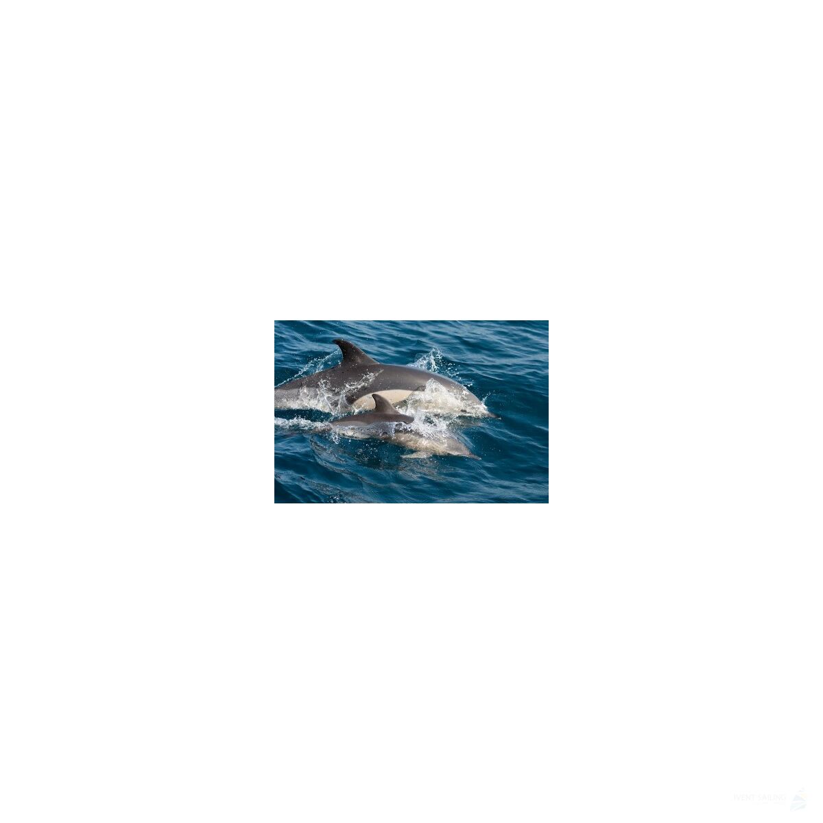 Sailing Cruise Azores