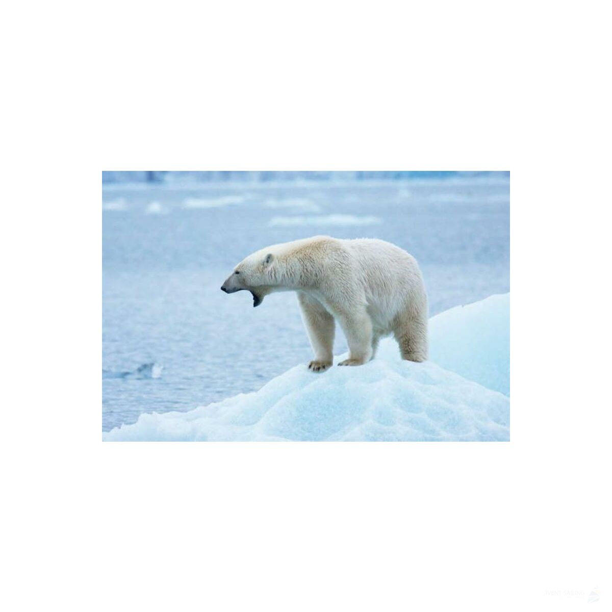 Sailing Safari Svalbard