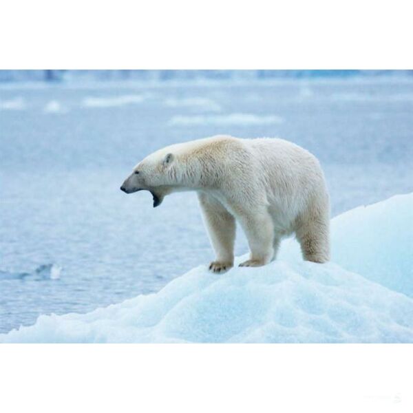 Sailing Safari Svalbard