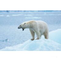 Sailing Safari Svalbard