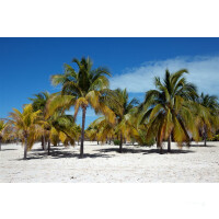 Catamaran Cruise in Cuba and Canarreos Archipelago