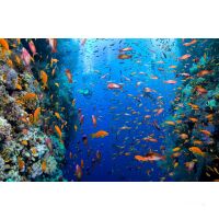 Premium Katamaran-Reise Bahamas- Abacos-Islands