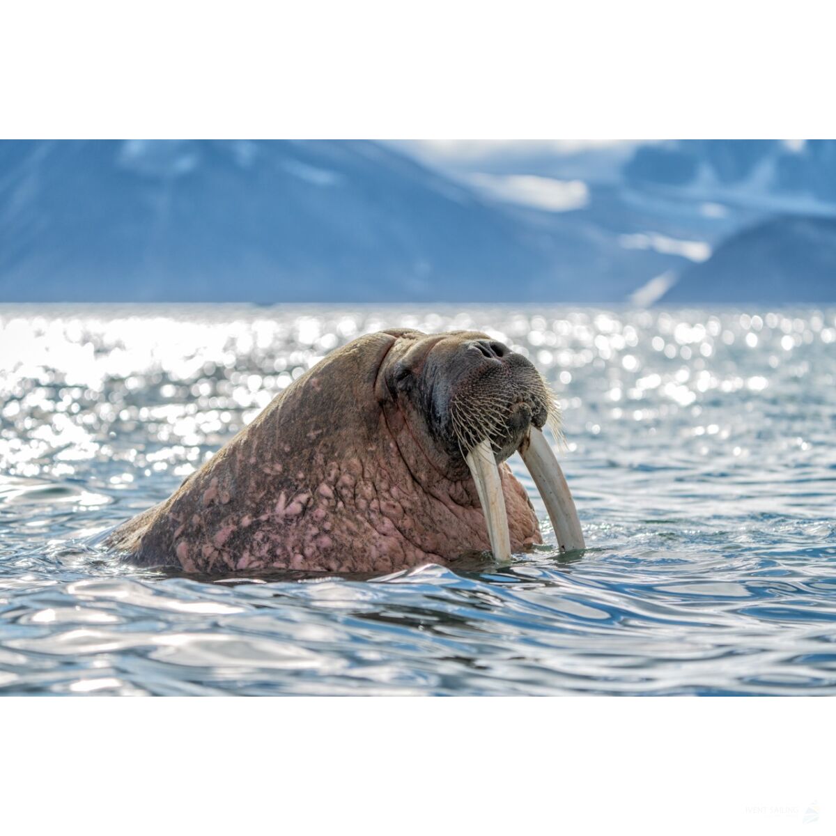 Sailing Safari Svalbard