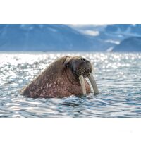 Sailing Safari Svalbard