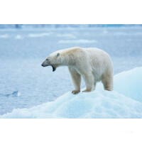 Umrundung Spitzbergen