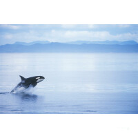 Sailing Safari Svalbard -