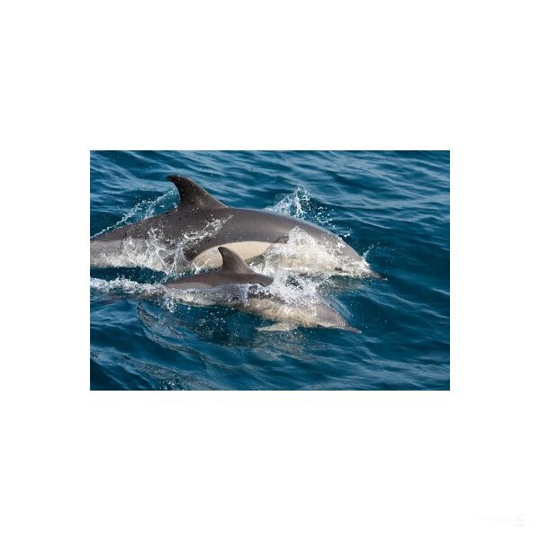 Sailing Cruise Azores -