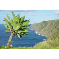 Sailing Cruise Azores -