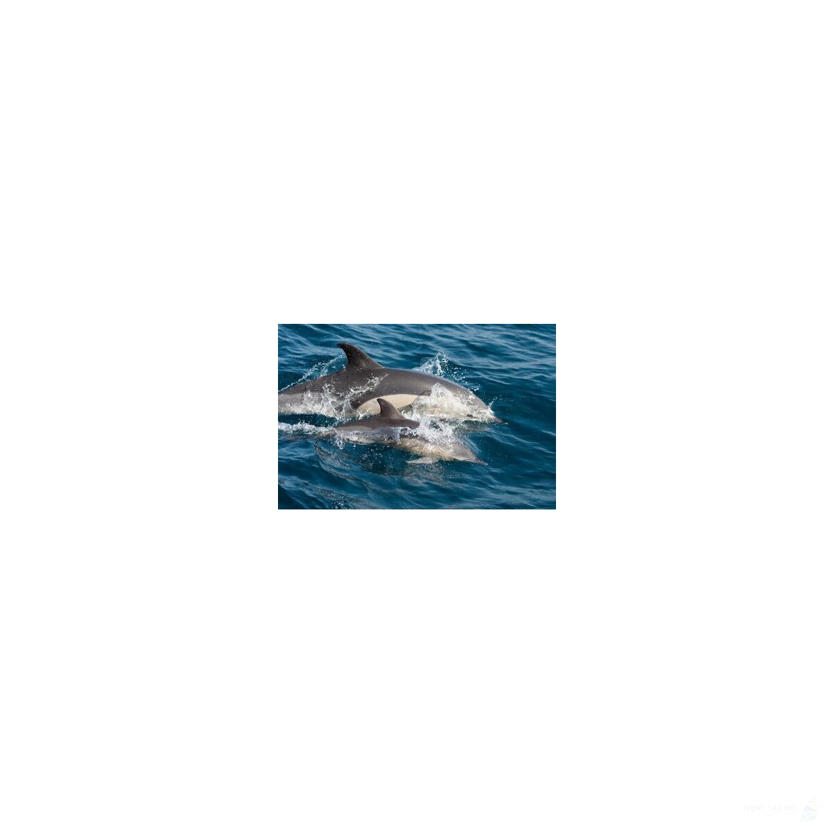 Sailing Cruise Azores -