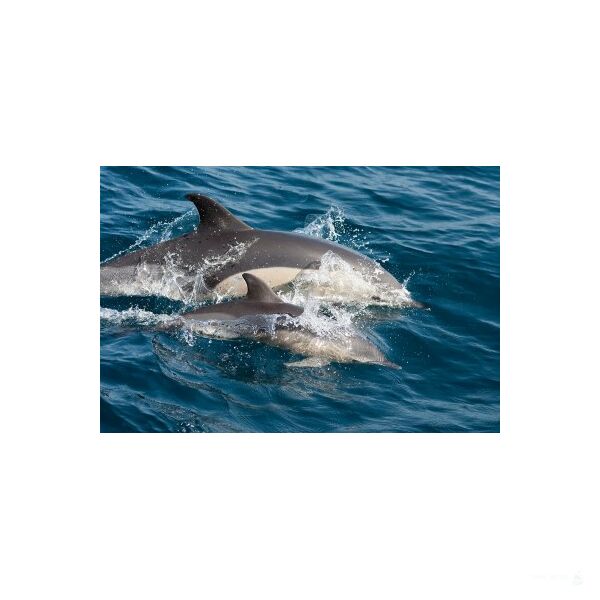 Sailing Cruise Azores -