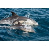 Sailing Cruise Azores -