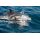 Sailing Cruise Azores -