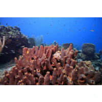 Sailing Cruise Lesser Antilles on Chronos -