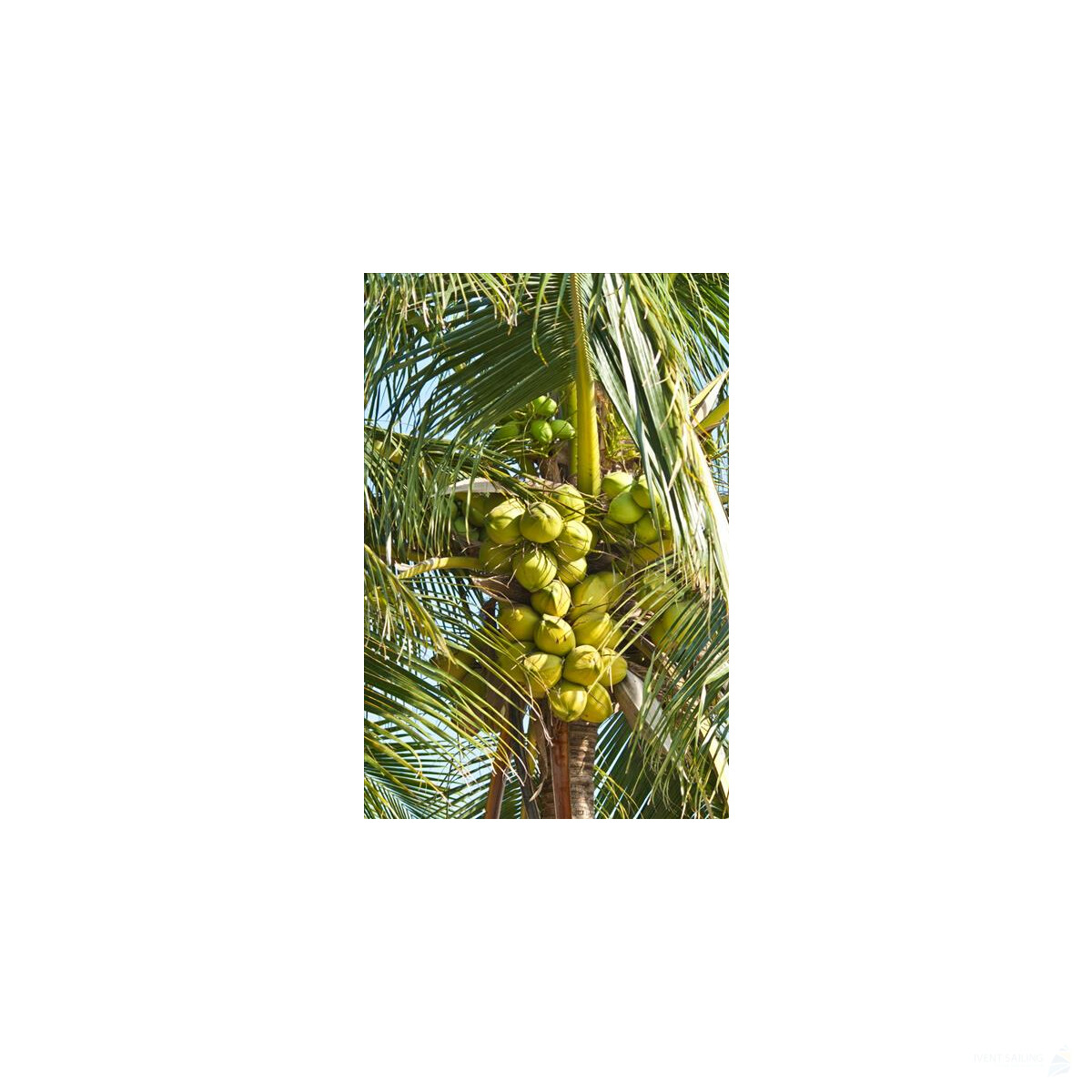 Segelreise British Virgin Islands 18.02.2026 - 24.02.2026-7T VI1* ab/an Tortola, Trellis Bay-B