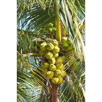Segelreise British Virgin Islands 18.02.2026 - 24.02.2026-7T VI1* ab/an Tortola, Trellis Bay-B