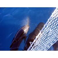 Segelreise British Virgin Islands 18.02.2026 - 24.02.2026-7T VI1* ab/an Tortola, Trellis Bay-B