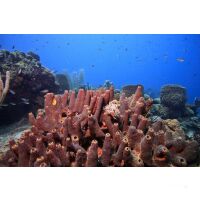Segelreise British Virgin Islands 18.02.2026 - 24.02.2026-7T VI1* ab/an Tortola, Trellis Bay-B