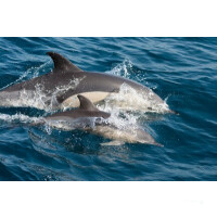 Segelreise Grenadinen 21.12.2025 - 28.12.2025-8T G1* Grenada - St. Lucia-D