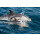 Segelreise Grenadinen 21.12.2025 - 28.12.2025-8T G1* Grenada - St. Lucia-D