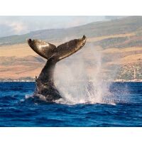 Segel-Reise Algarve und Andalusien 01.11.2025 - 08.11.2025-8T SP1* Denia - La Linea-L