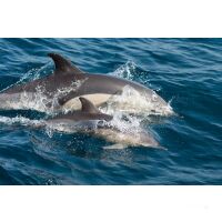 Segel-Reise Algarve und Andalusien 01.11.2025 - 08.11.2025-8T SP1* Denia - La Linea-L
