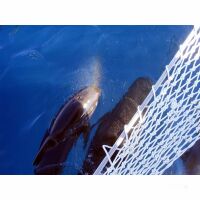 Segel-Reise Algarve und Andalusien 31.10.2026 -...